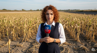 По-слаба реколта от царевица очакват стопаните в Ямболско.